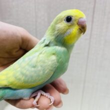 キラっと輝く✨エメラルドグリーン💚セキセイインコ（パステルカラーレインボー）⭐️