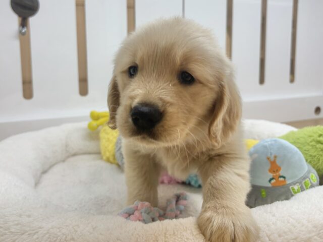 ゴールデンレトリバー