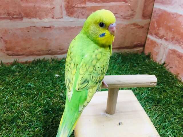 スパングルカラーのセキセイちゃんがやってきましたよ~💚💚 セキセイインコ セキセイインコ