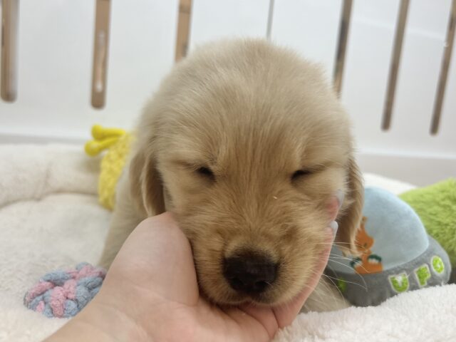 ゴールデンレトリバー