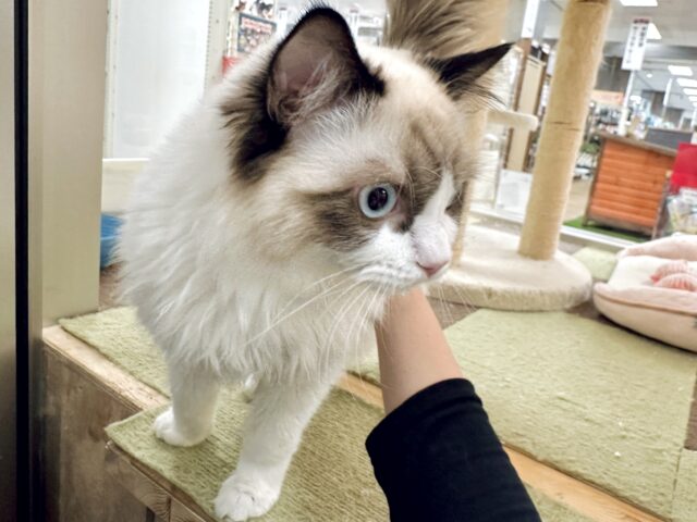 愛嬌たっぷり🎵イケメンラグドールくん ラグドール