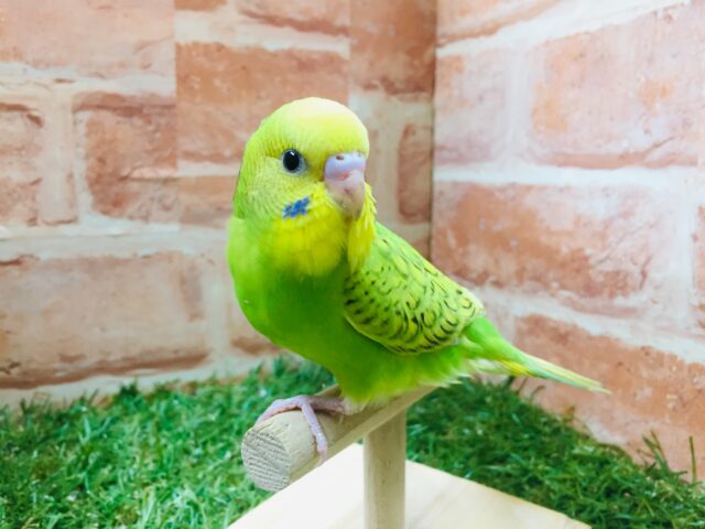 スパングルカラーのセキセイちゃんがやってきましたよ~💚💚 セキセイインコ セキセイインコ