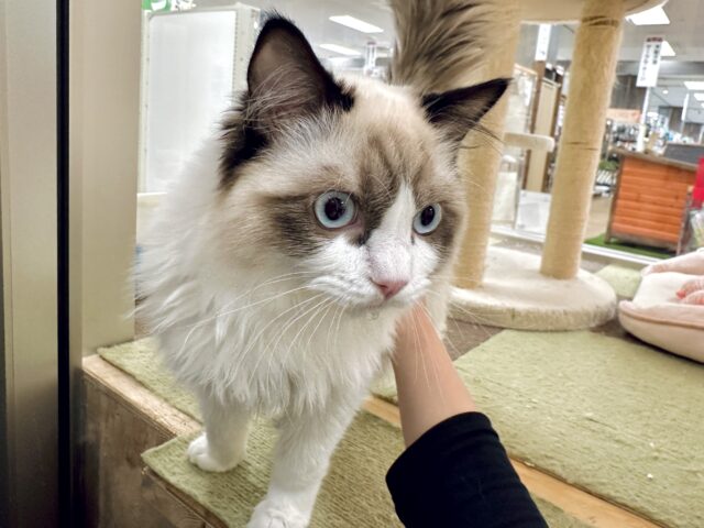 愛嬌たっぷり🎵イケメンラグドールくん ラグドール