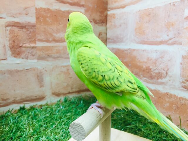 スパングルカラーのセキセイちゃんがやってきましたよ~💚💚 セキセイインコ セキセイインコ