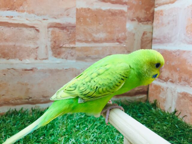 スパングルカラーのセキセイちゃんがやってきましたよ~💚💚 セキセイインコ セキセイインコ