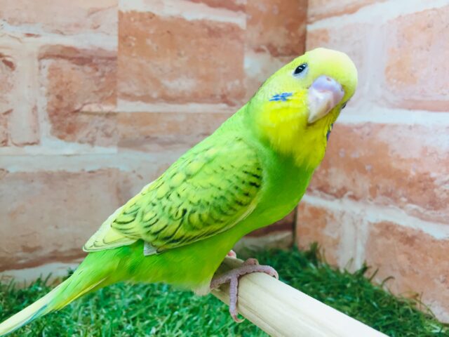 スパングルカラーのセキセイちゃんがやってきましたよ~💚💚 セキセイインコ セキセイインコ