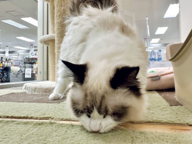 愛嬌たっぷり🎵イケメンラグドールくん ラグドール