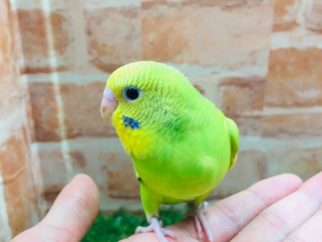 スパングルカラーのセキセイちゃんがやってきましたよ~💚💚 セキセイインコ セキセイインコ