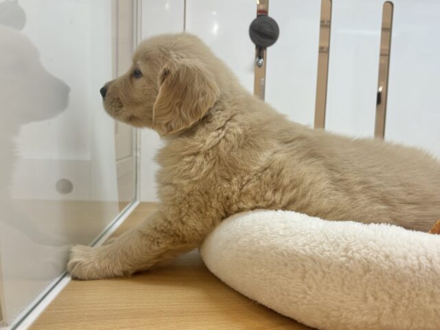 タレ目でドッタバタ〜♡ゴールデンレトリバーちゃん! ゴールデンレトリバー