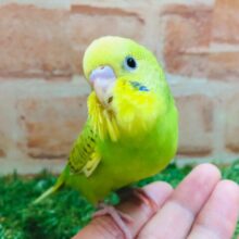 スパングルカラーのセキセイちゃんがやってきましたよ～💚💚　セキセイインコ