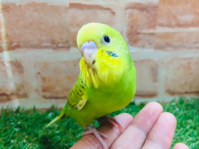 スパングルカラーのセキセイちゃんがやってきましたよ~💚💚 セキセイインコ セキセイインコ