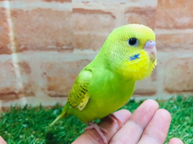 スパングルカラーのセキセイちゃんがやってきましたよ~💚💚 セキセイインコ セキセイインコ
