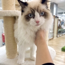 愛嬌たっぷり🎵イケメンラグドールくん