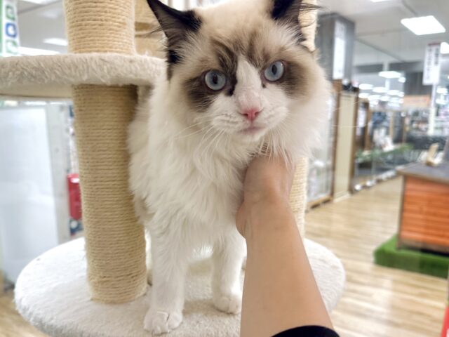 愛嬌たっぷり🎵イケメンラグドールくん ラグドール