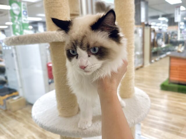 愛嬌たっぷり🎵イケメンラグドールくん ラグドール