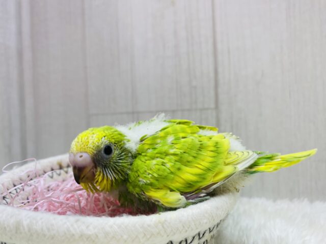 セキセイインコ