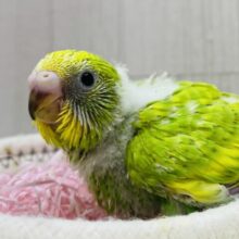 ワタワタに包まれてホッと☺️🧤セキセイインコのスパングル🔅