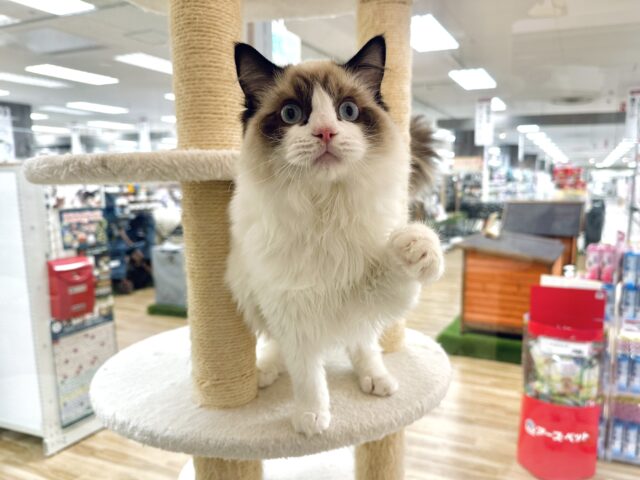 愛嬌たっぷり🎵イケメンラグドールくん ラグドール