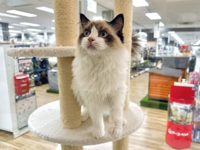 愛嬌たっぷり🎵イケメンラグドールくん ラグドール