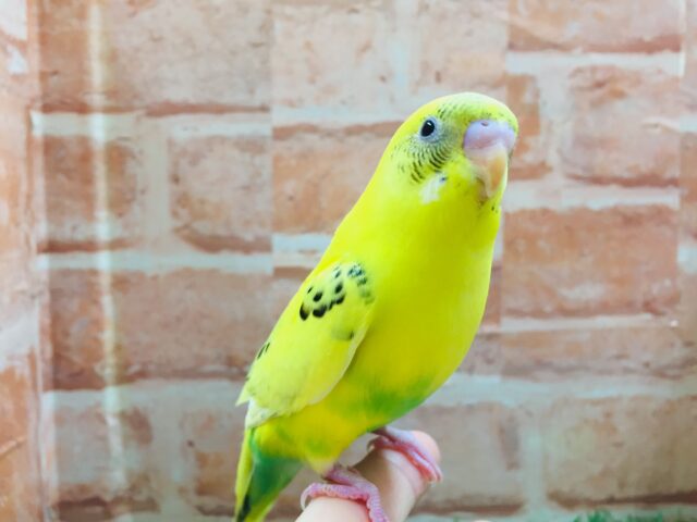 大人気カラー!!💛💛セキセイインコ(黄ハルクイン)💛💛 セキセイインコ