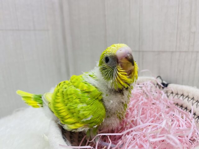 セキセイインコ