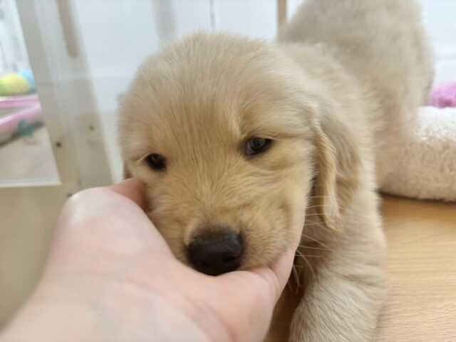 ゴールデンレトリバー