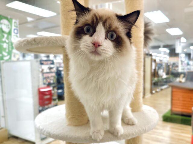 愛嬌たっぷり🎵イケメンラグドールくん ラグドール