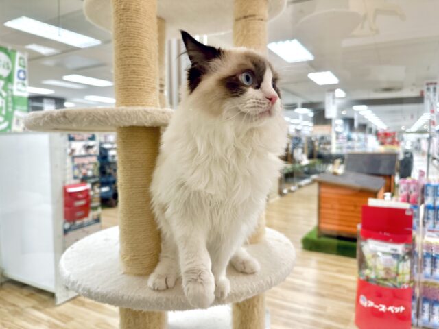 愛嬌たっぷり🎵イケメンラグドールくん ラグドール