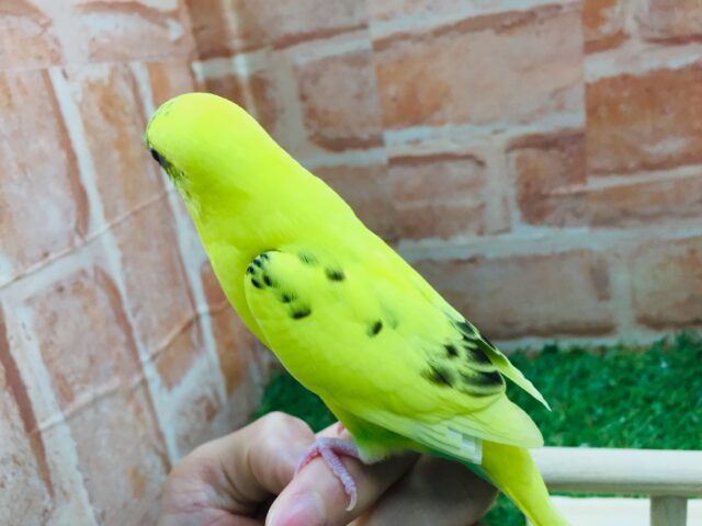 大人気カラー!!💛💛セキセイインコ(黄ハルクイン)💛💛 セキセイインコ