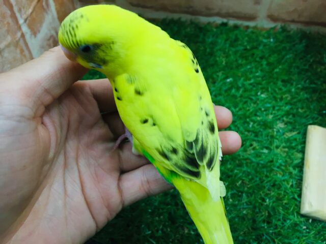 大人気カラー!!💛💛セキセイインコ(黄ハルクイン)💛💛 セキセイインコ