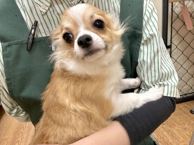 むっちり🩵チワワ男の子 チワワ