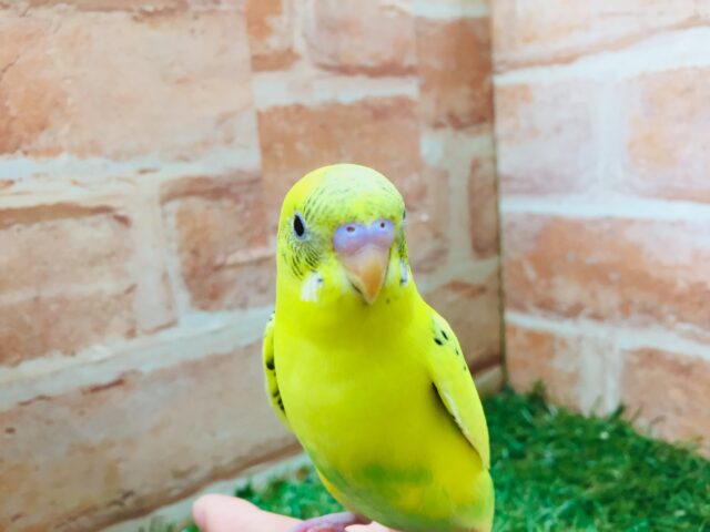 大人気カラー!!💛💛セキセイインコ(黄ハルクイン)💛💛 セキセイインコ