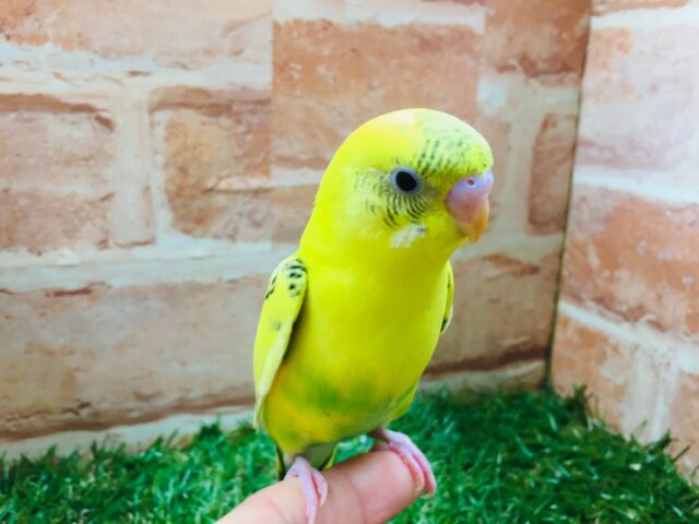 大人気カラー!!💛💛セキセイインコ(黄ハルクイン)💛💛 セキセイインコ