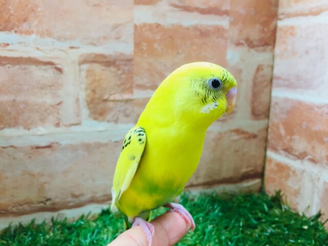 大人気カラー!!💛💛セキセイインコ(黄ハルクイン)💛💛 セキセイインコ