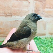 カッコいい見た目✨✨　ヨーロッパ十姉妹ちゃんがやってきましたよ～✨✨✨