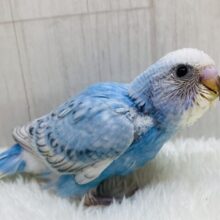 クールビューティ✨セキセイインコブルースパングルの登場です‼️