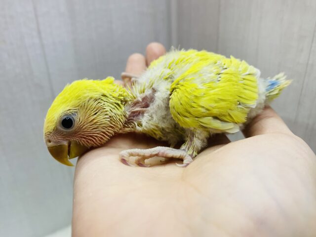派手派手カラーに成長します‼️コザクラインコのゴールデンチェリー🍒