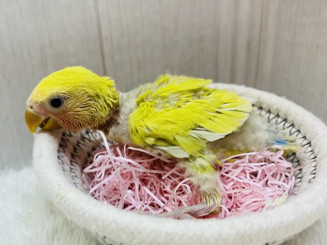 コザクラインコ（小桜インコ）