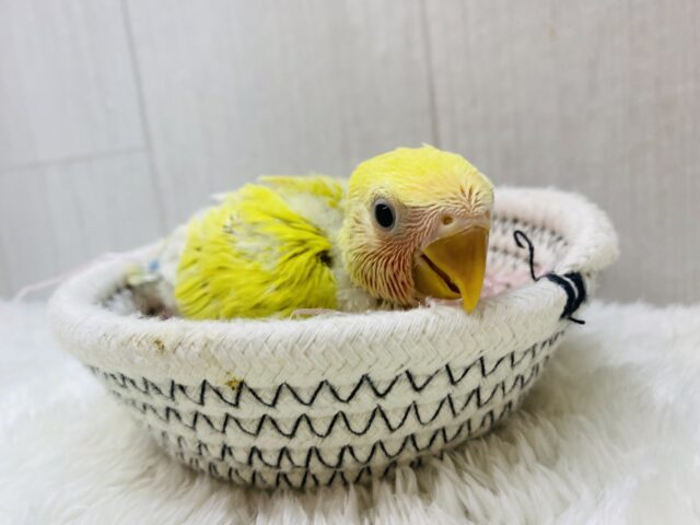 派手派手カラーに成長します‼️コザクラインコのゴールデンチェリー🍒