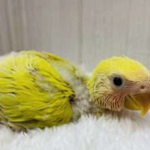 派手派手カラーに成長します‼️コザクラインコのゴールデンチェリー🍒