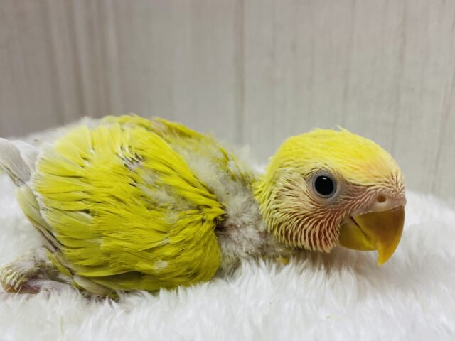 派手派手カラーに成長します‼️コザクラインコのゴールデンチェリー🍒