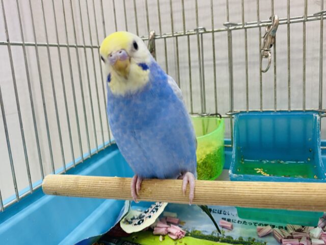 セキセイインコ