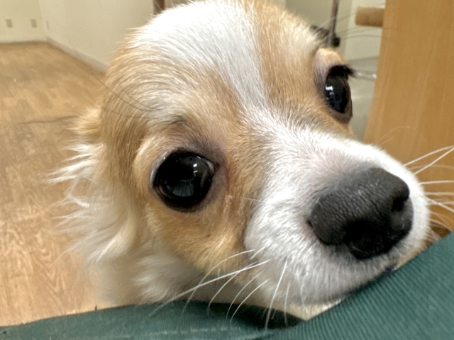 むっちり🩵チワワ男の子 チワワ