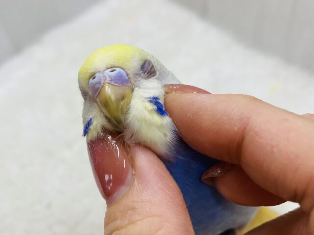 最新画像有ります‼️ふんわ〜りカラーで夢の中🫧💭セキセイインコのパステルレインボー🌈ᵕ̈*