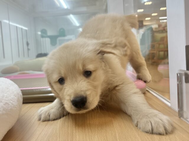 ゴールデンレトリバー