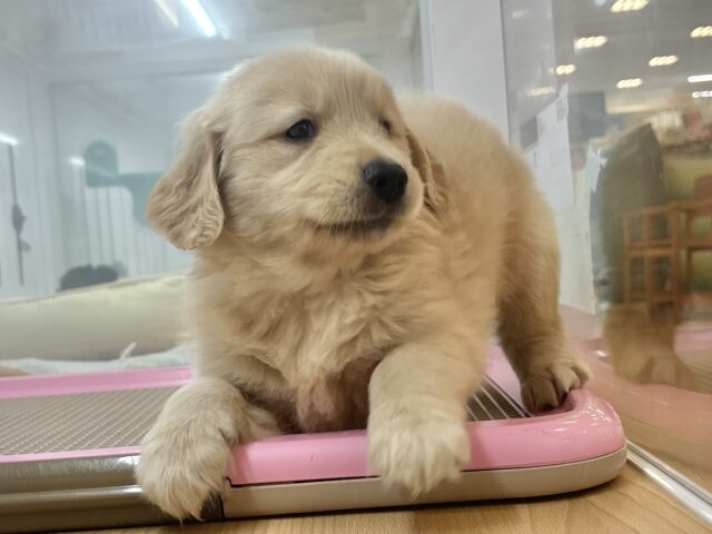 ゴールデンレトリバー