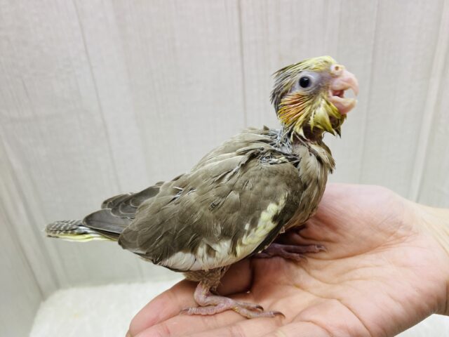 オカメインコ