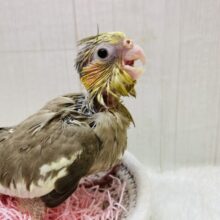 当店生まれ🎉🎉元気いっぱいオカメインコ怪獣です‼️