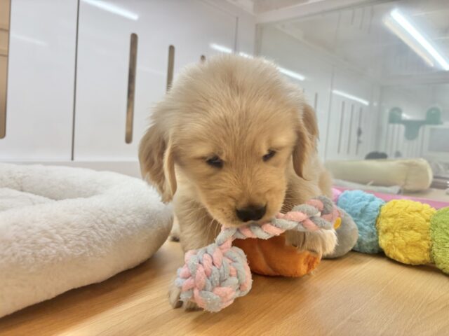 ゴールデンレトリバー