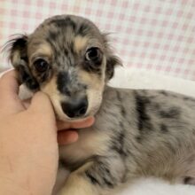 最新画像！シルバーダップルのチワックスがきたよ！